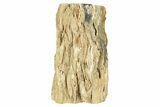 8.3" Jurassic Petrified Wood (Conifer) Limb - Utah - #199236-2